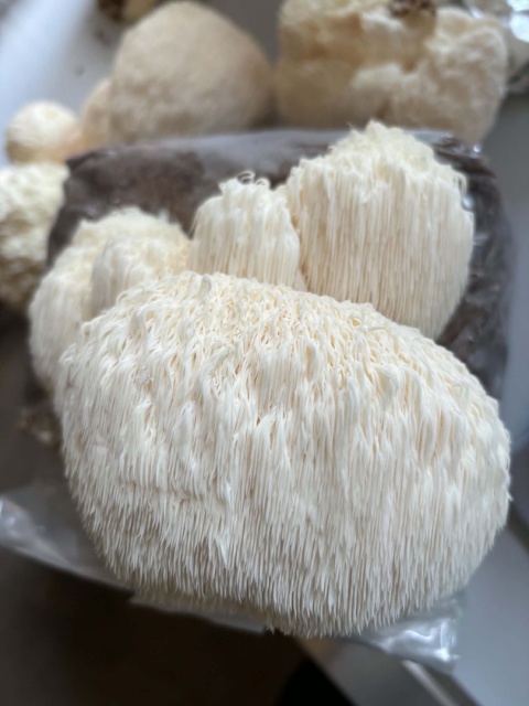 Soplówka jeżowata – suszony i zmielony grzyb funkcjonalny z Polski, 100g