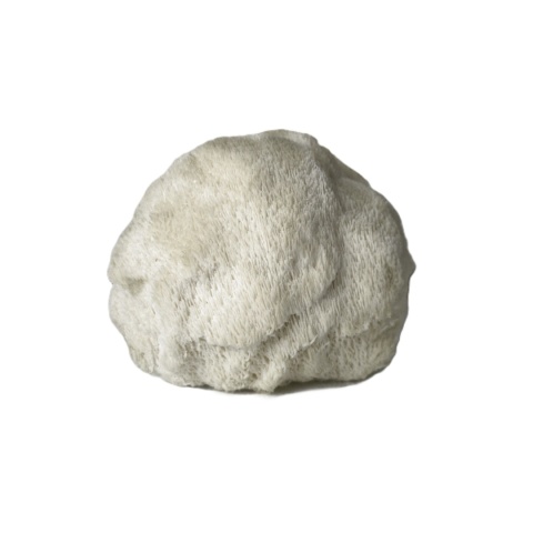 Soplówka jeżowata - świeży grzyb funkcjonalny z uprawy z Polski - 0,5 kg