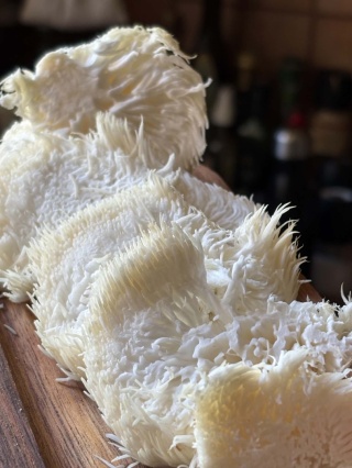 Soplówka jeżowata - świeży grzyb funkcjonalny z uprawy z Polski - 1 kg