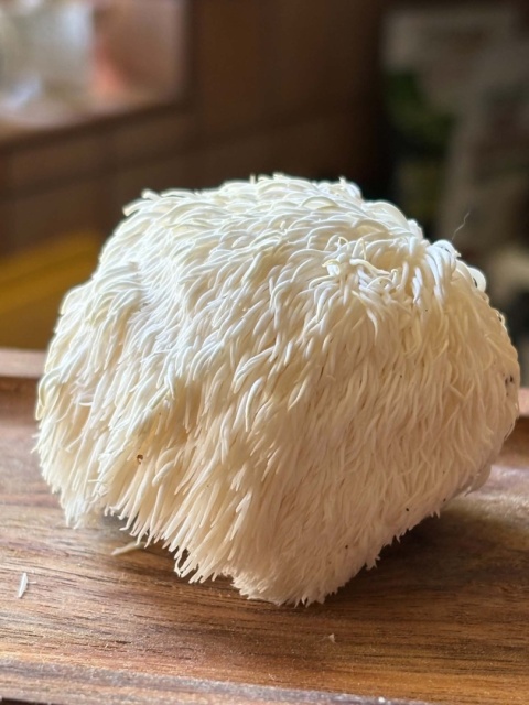 Soplówka jeżowata - świeży grzyb funkcjonalny z uprawy z Polski - 0,5 kg