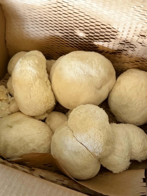 Soplówka jeżowata - świeży grzyb funkcjonalny z uprawy z Polski - 0,5 kg